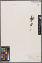 Foto von Salix aurita L. x Salix repens L.